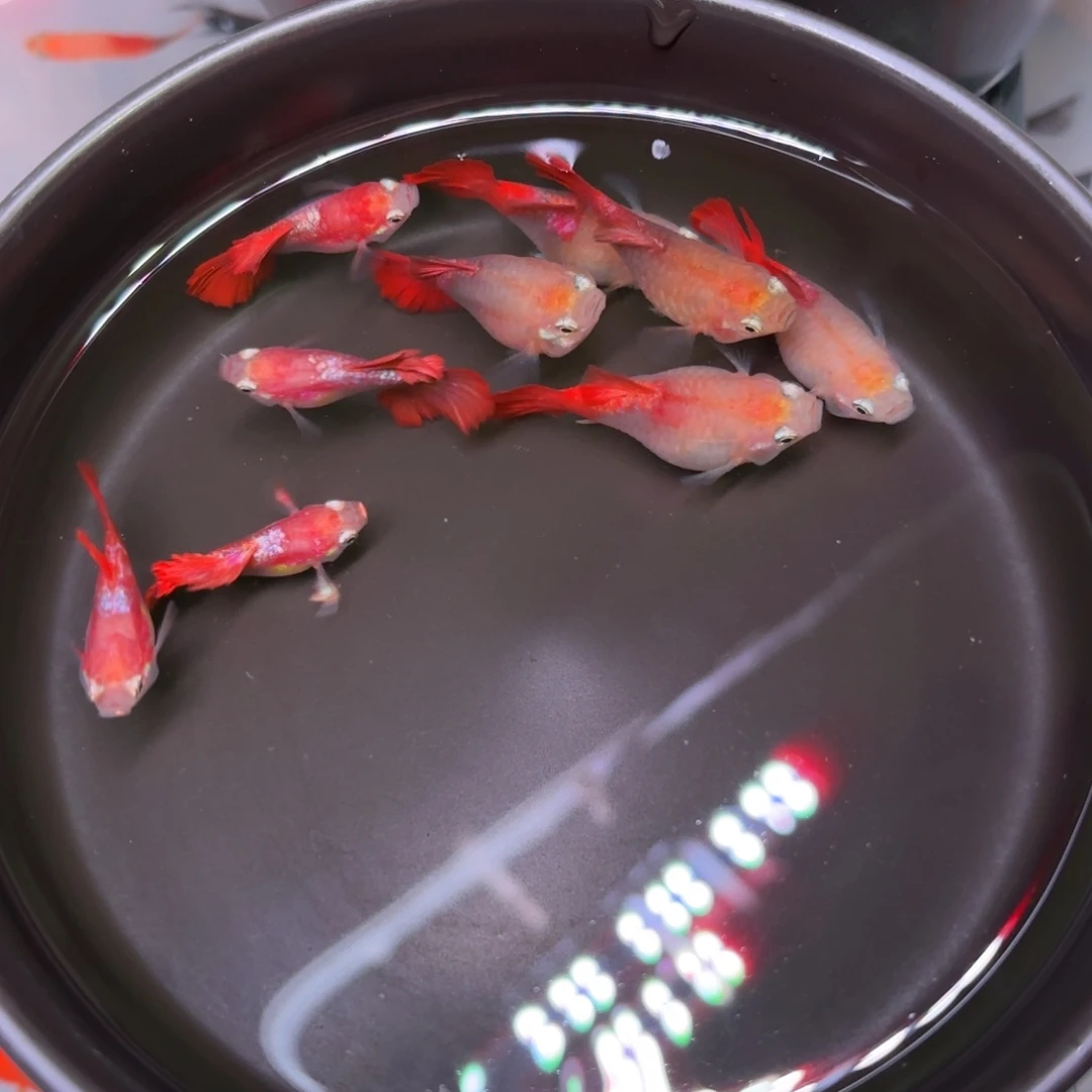 孔雀鱼黄爆球种鱼4➕2备损