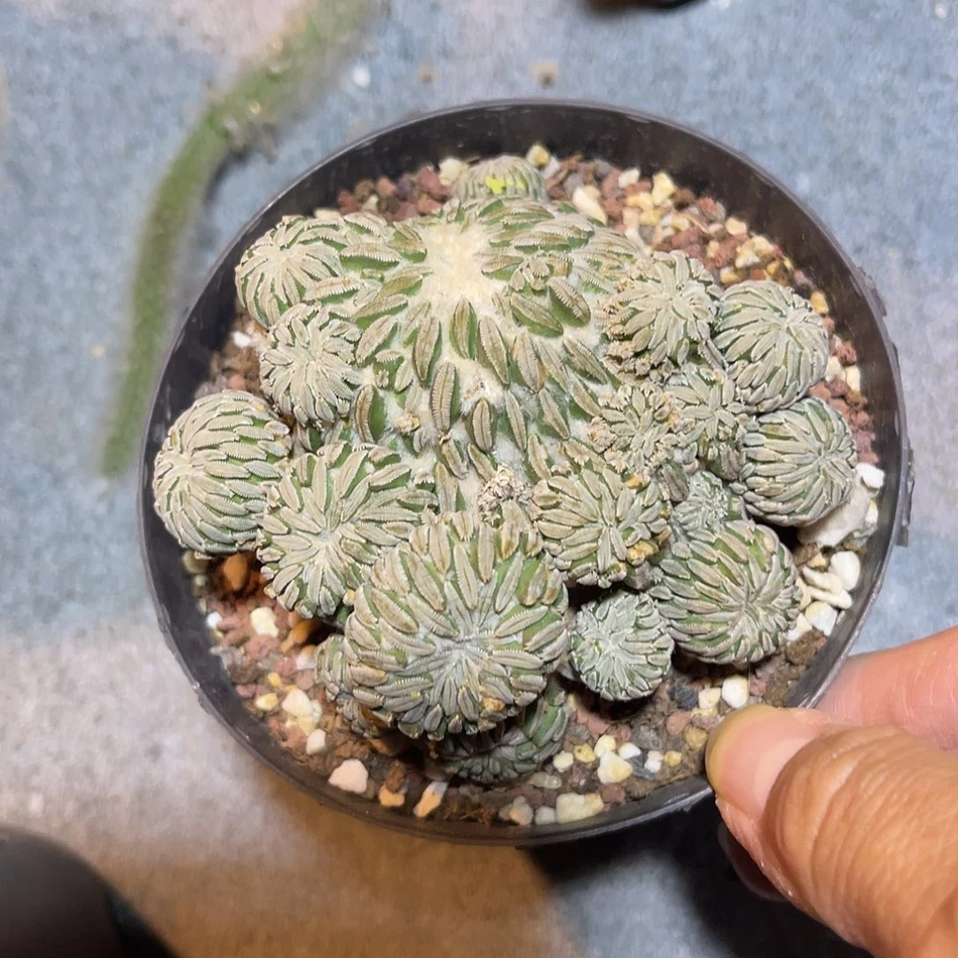 精巧丸仙人球一物一拍