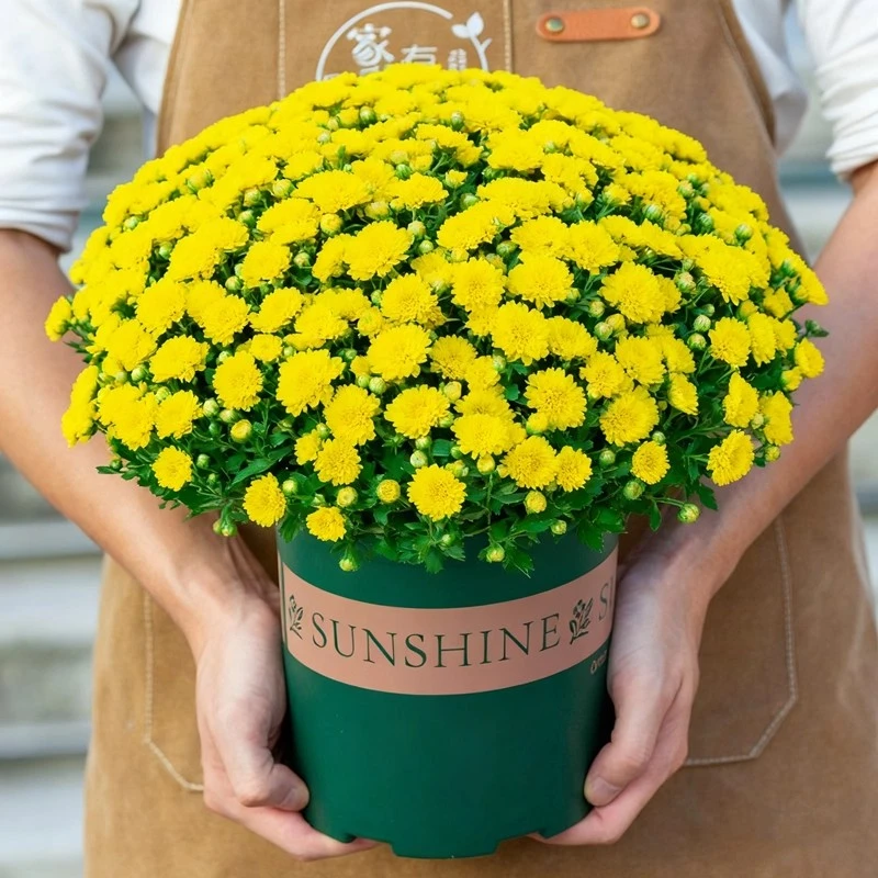 球菊黄色千头菊盆栽带花苞四季开花室内外阳台好养花卉菊花植物