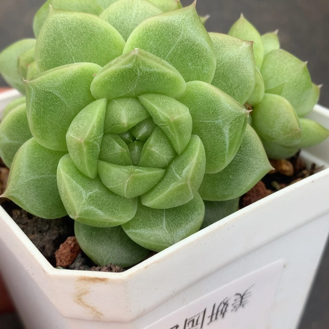 0529-186 珍妮麦秆秃子
