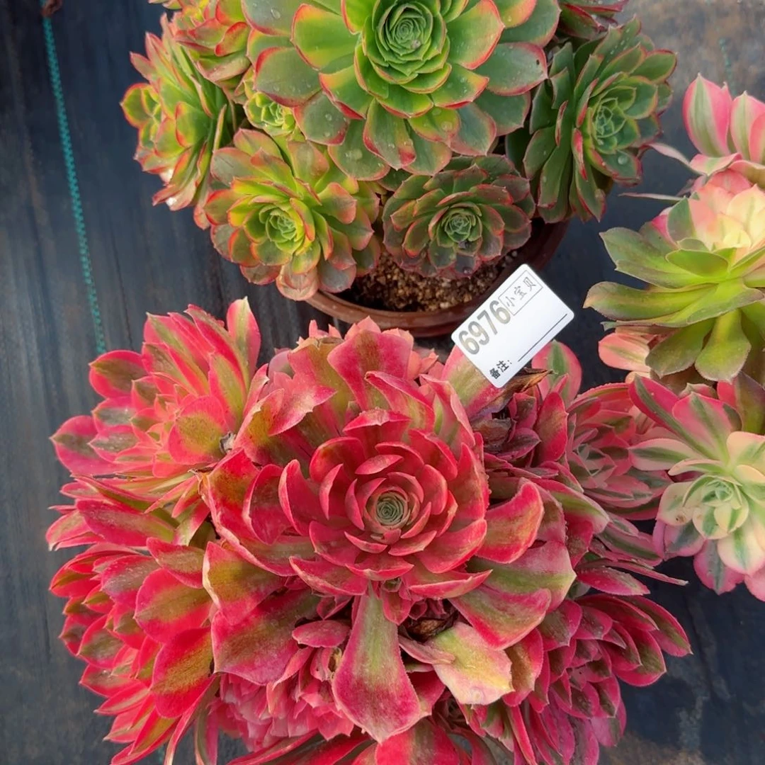 简**美6973，6976奶白女巫两颗