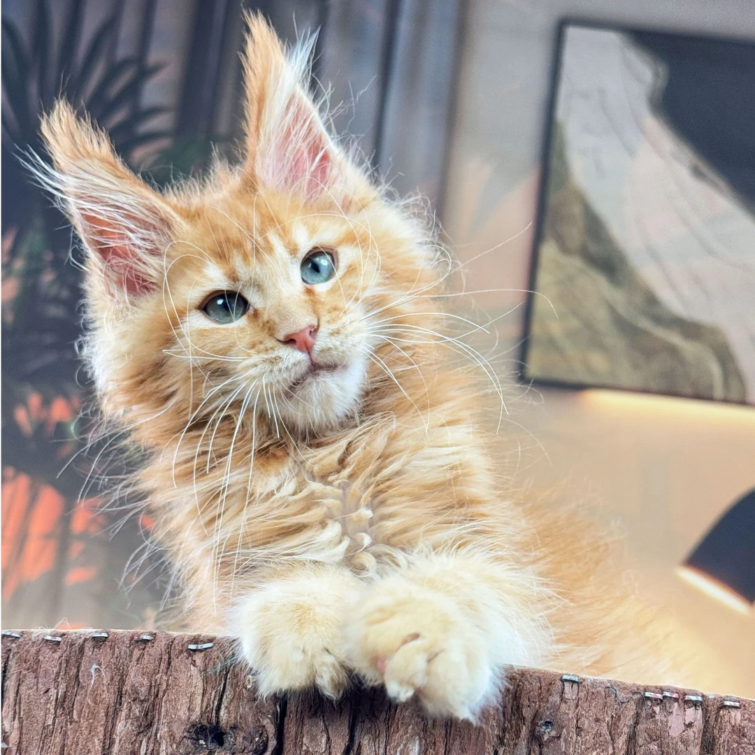 （Bing哥专属）红虎斑缅因猫弟弟3个半月