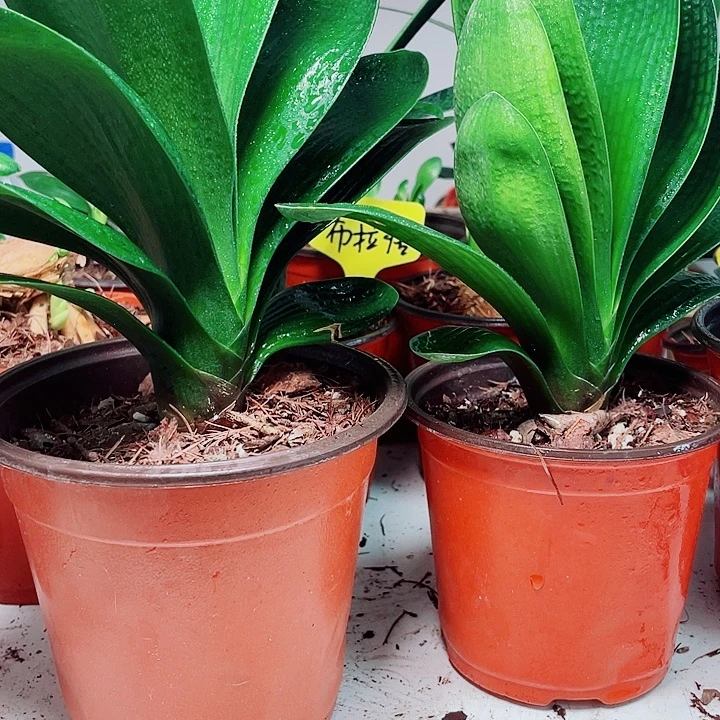 当前无花栽培后可以开花