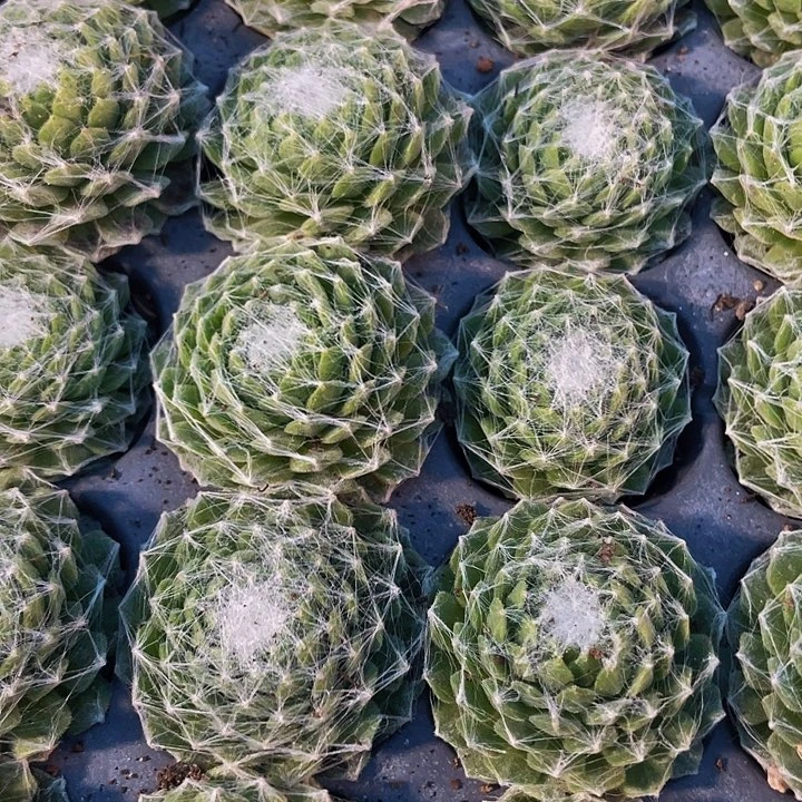 小蛛丝卷卷1元带土发