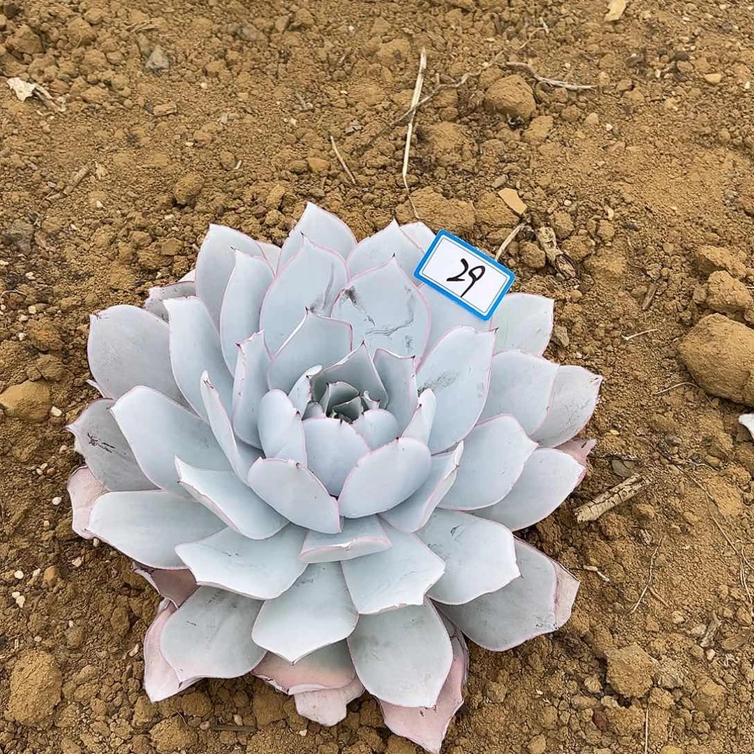 29号广寒宫一物一拍