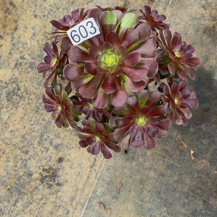 红玫瑰60300000000