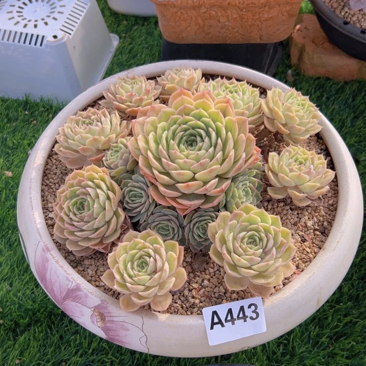 想***片A443昂斯诺大群一物一拍