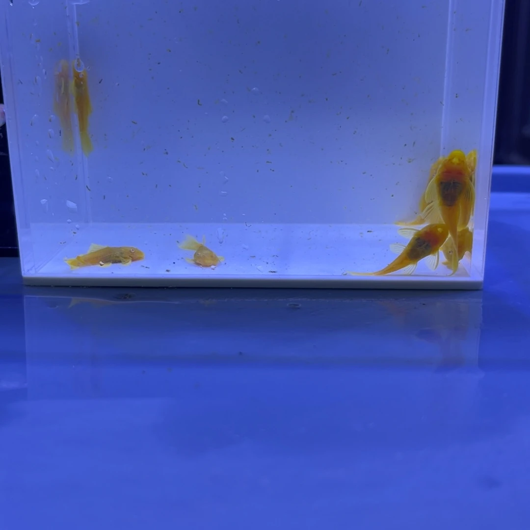 孔雀鱼胡子十条开箱视频报损
