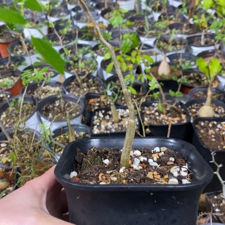 滔天橄榄带盆土量拍