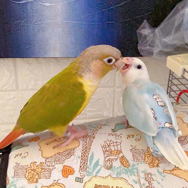 03手养鹦鹉鸟宝顺丰包邮