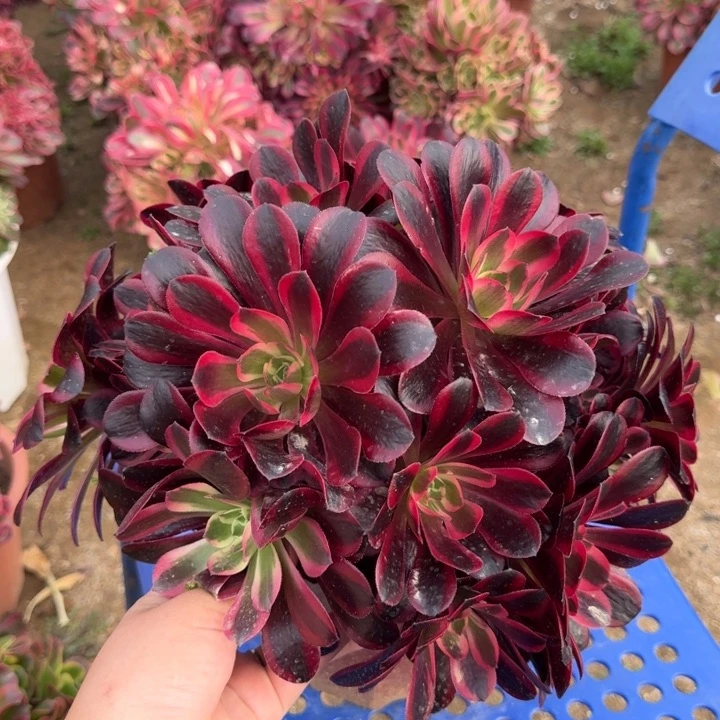 花好月又圆0420-113