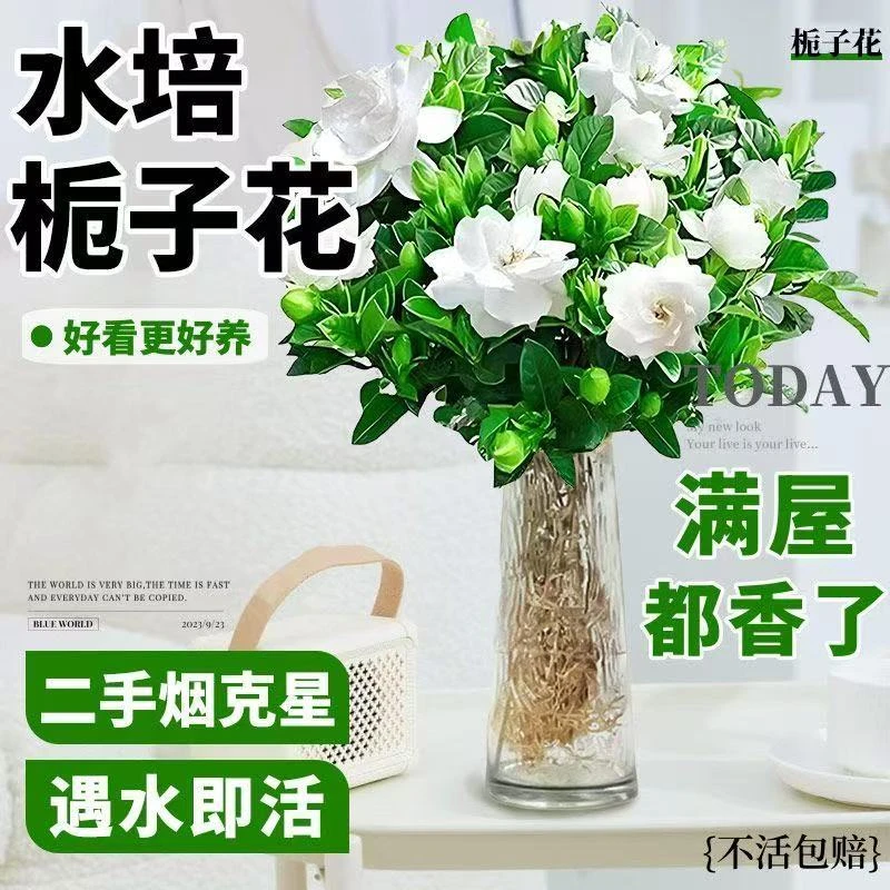 栀子花盆栽四季开花带花苞室内绿萝水培花卉绿植物茉莉花九里香