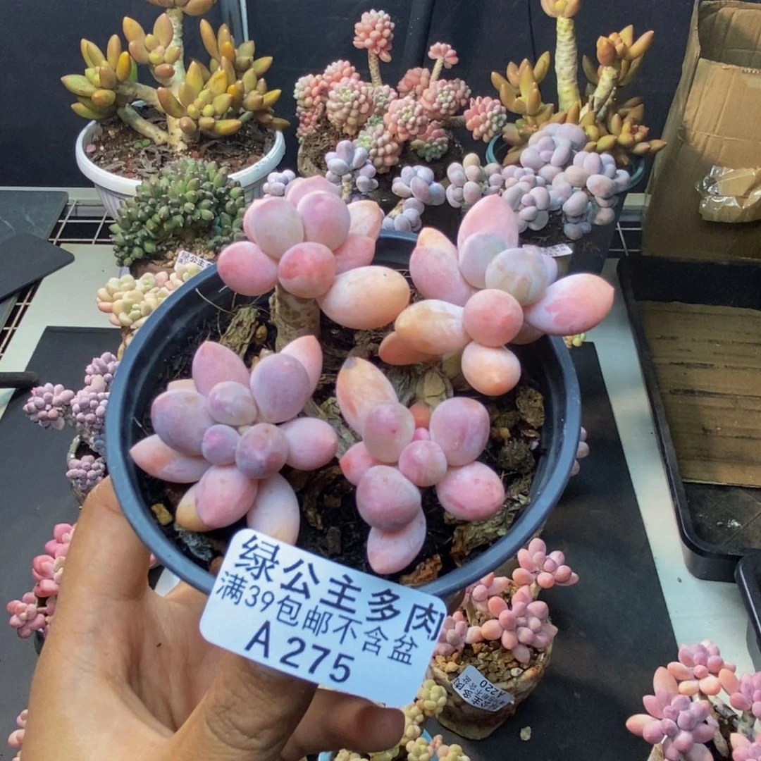 275香水手指奶dr7cm