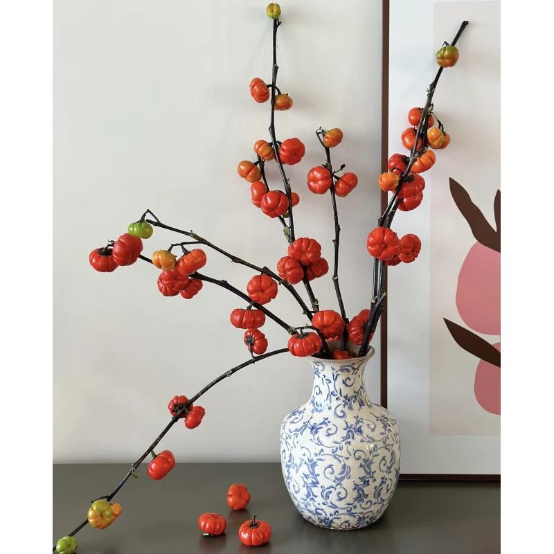 小南瓜美观好养好看