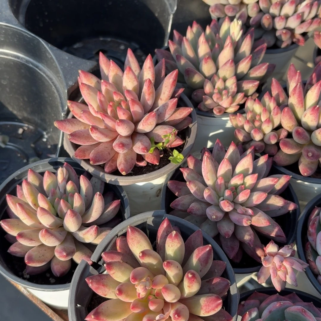 虞美人多肉9㎝盆的