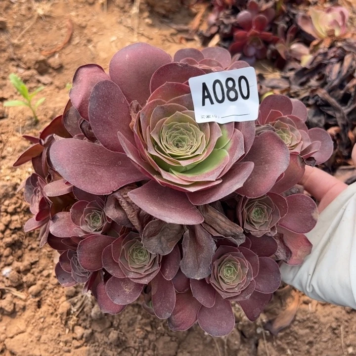 魅金玫瑰多肉植物080.