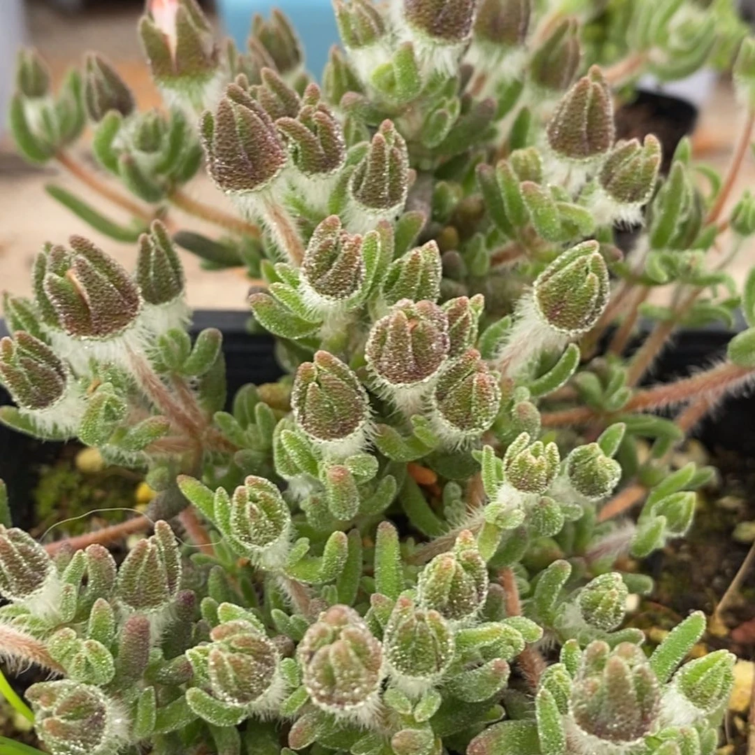 L****8896。  狐尾