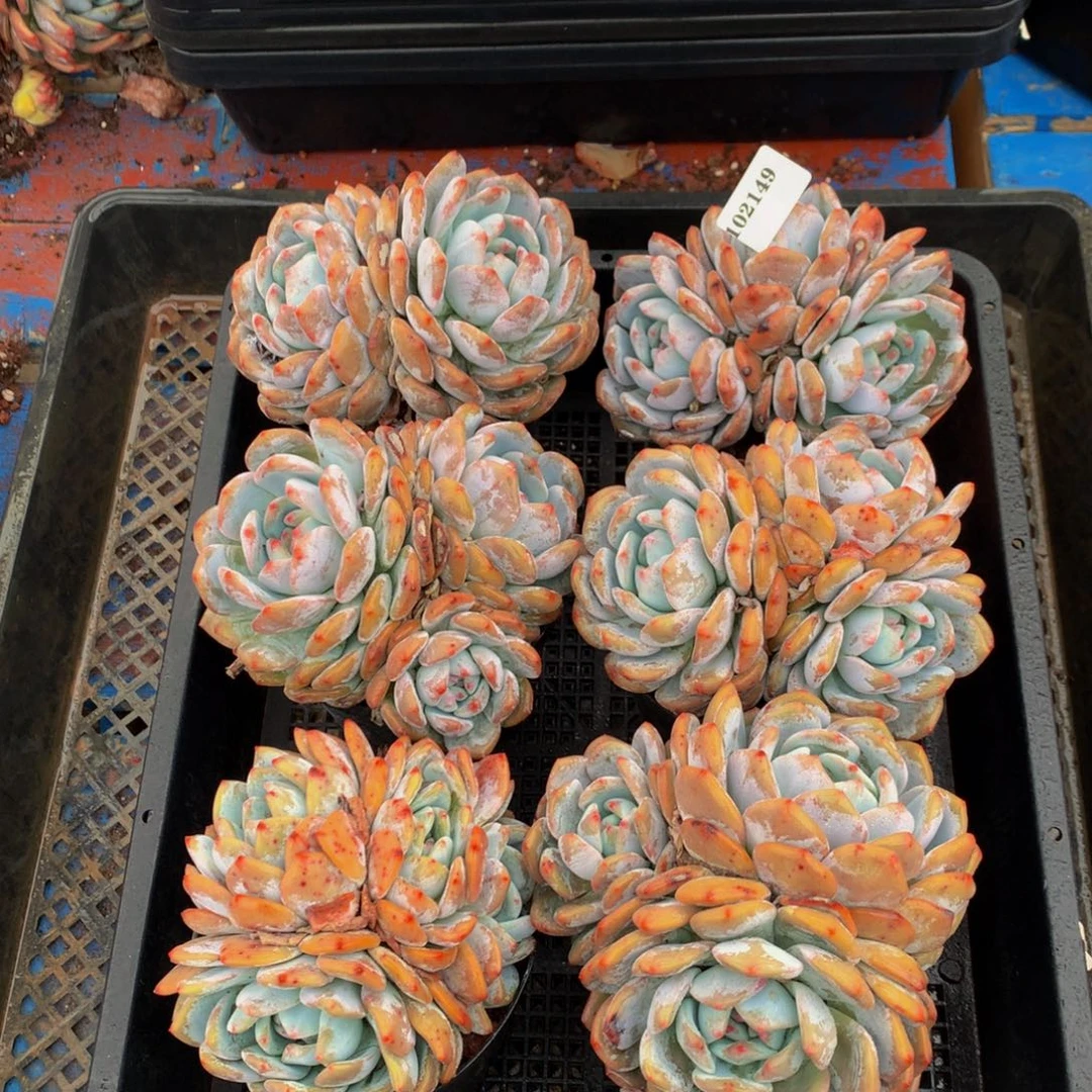 102149六个嗯嗯嗯嗯嗯嗯嗯好