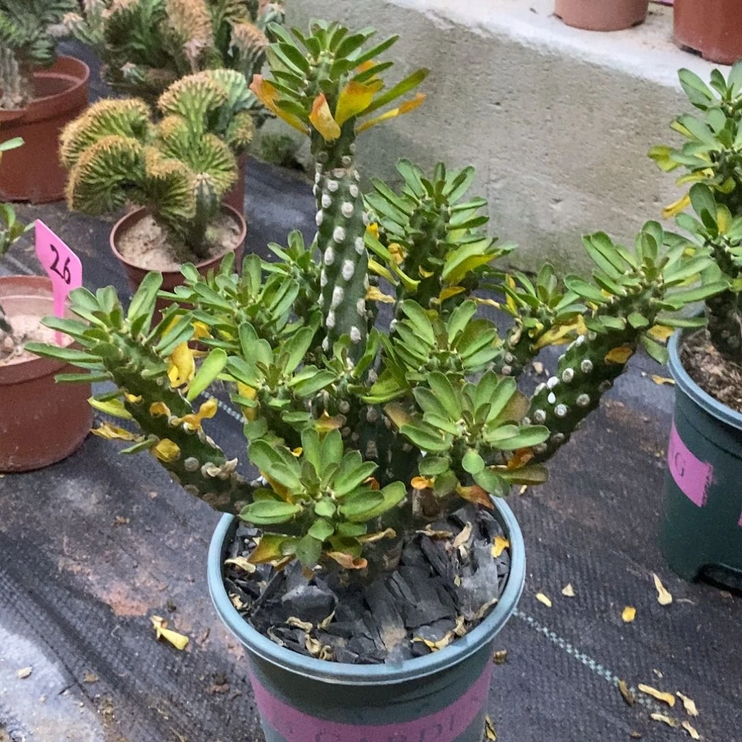 无刺霸王鞭一物一拍