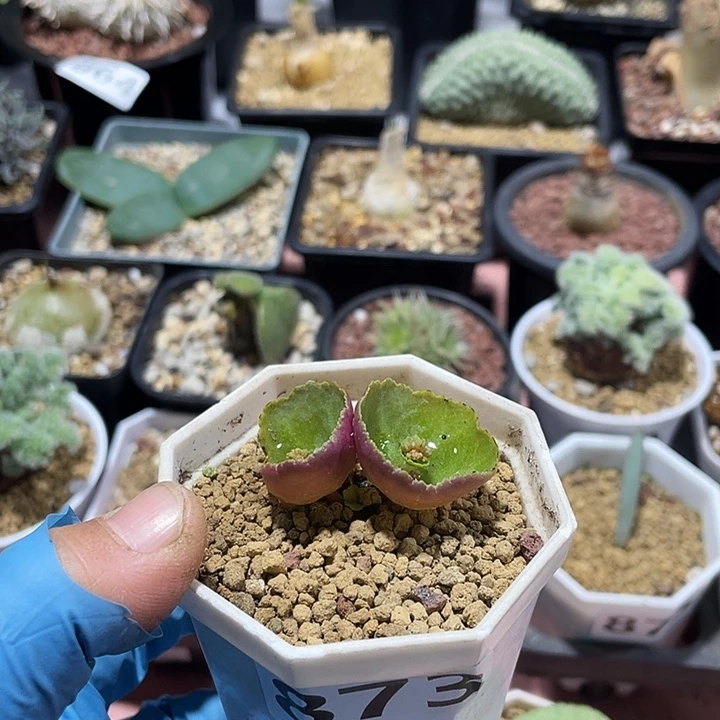 873小雨伞块根植物