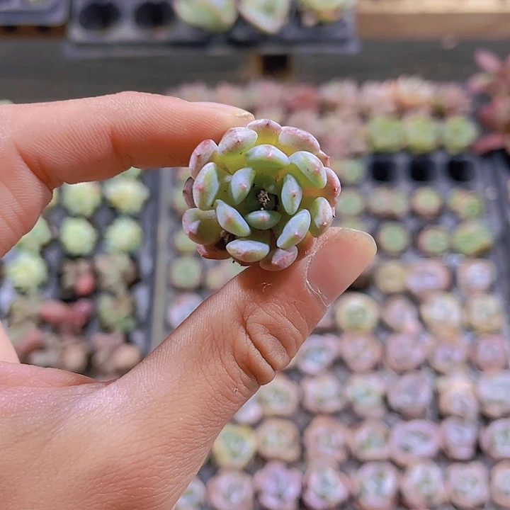 精品白胖子多肉植物