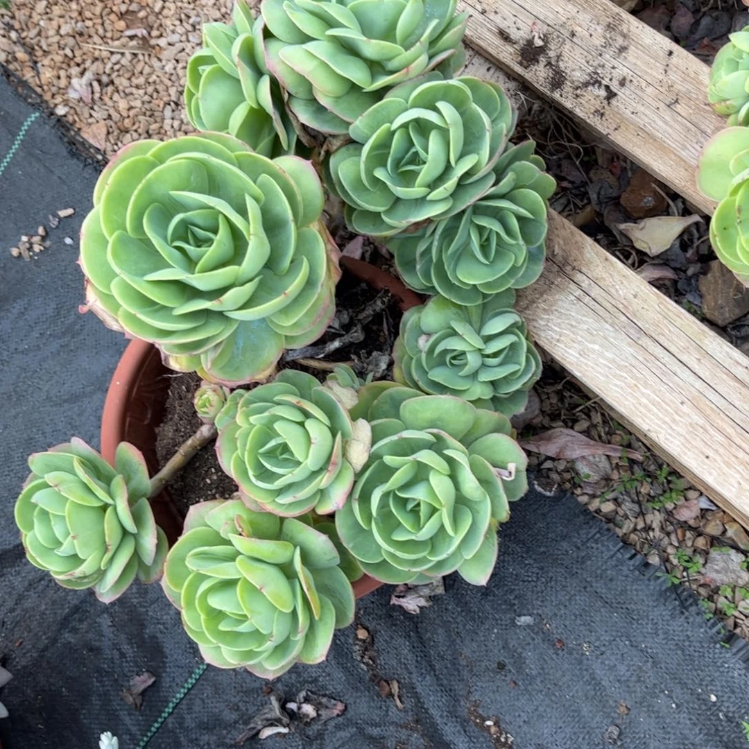 好姑娘多肉园艺，碧桃