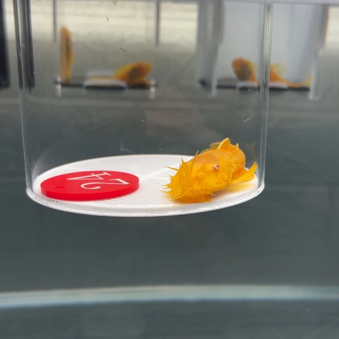 清道夫鱼24号牌8➕胡子公