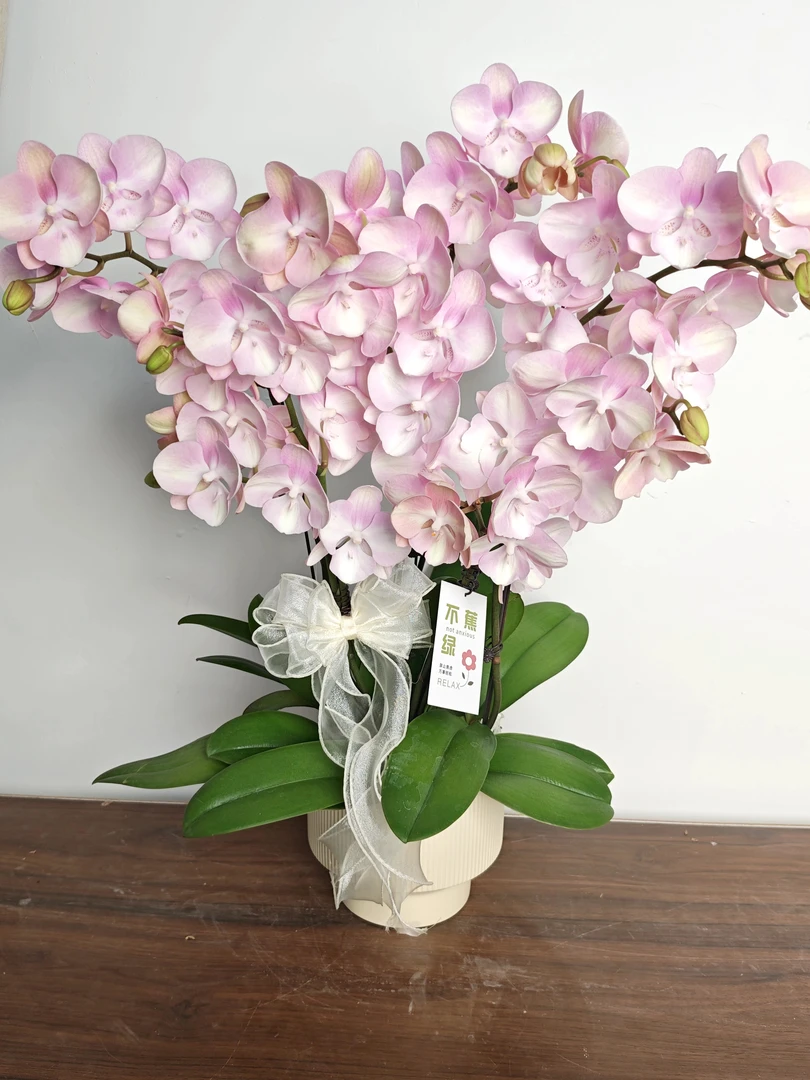 【威尼斯】蝴蝶兰  稀有复古粉紫色系   室内高端盆栽花卉