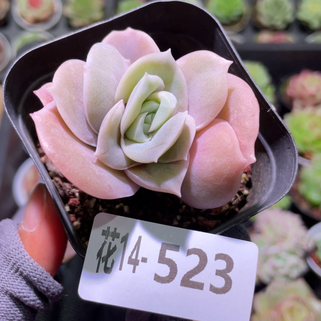 花利美14-523可爱玫瑰