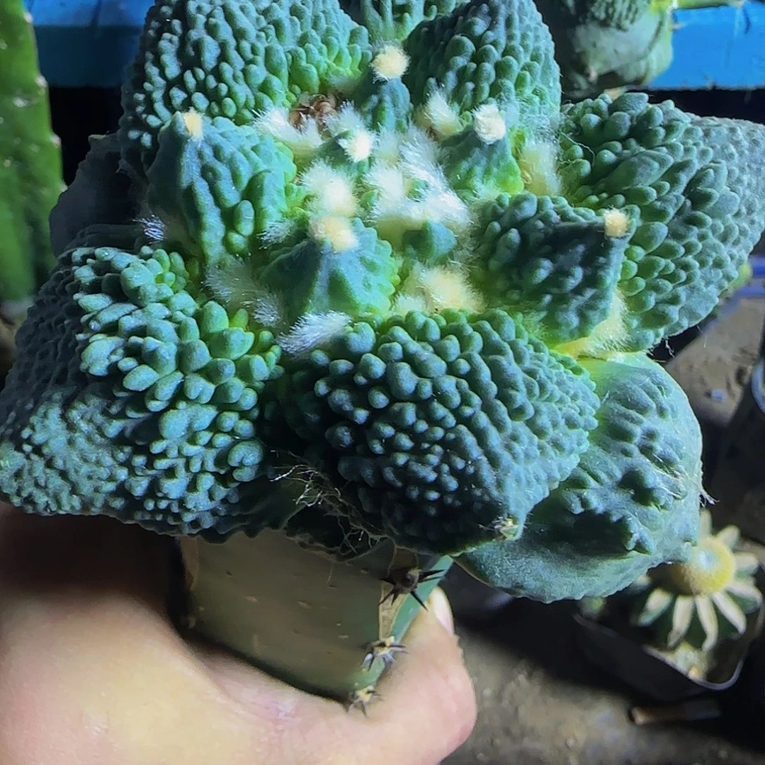 全颗粒怒涛912仙人球