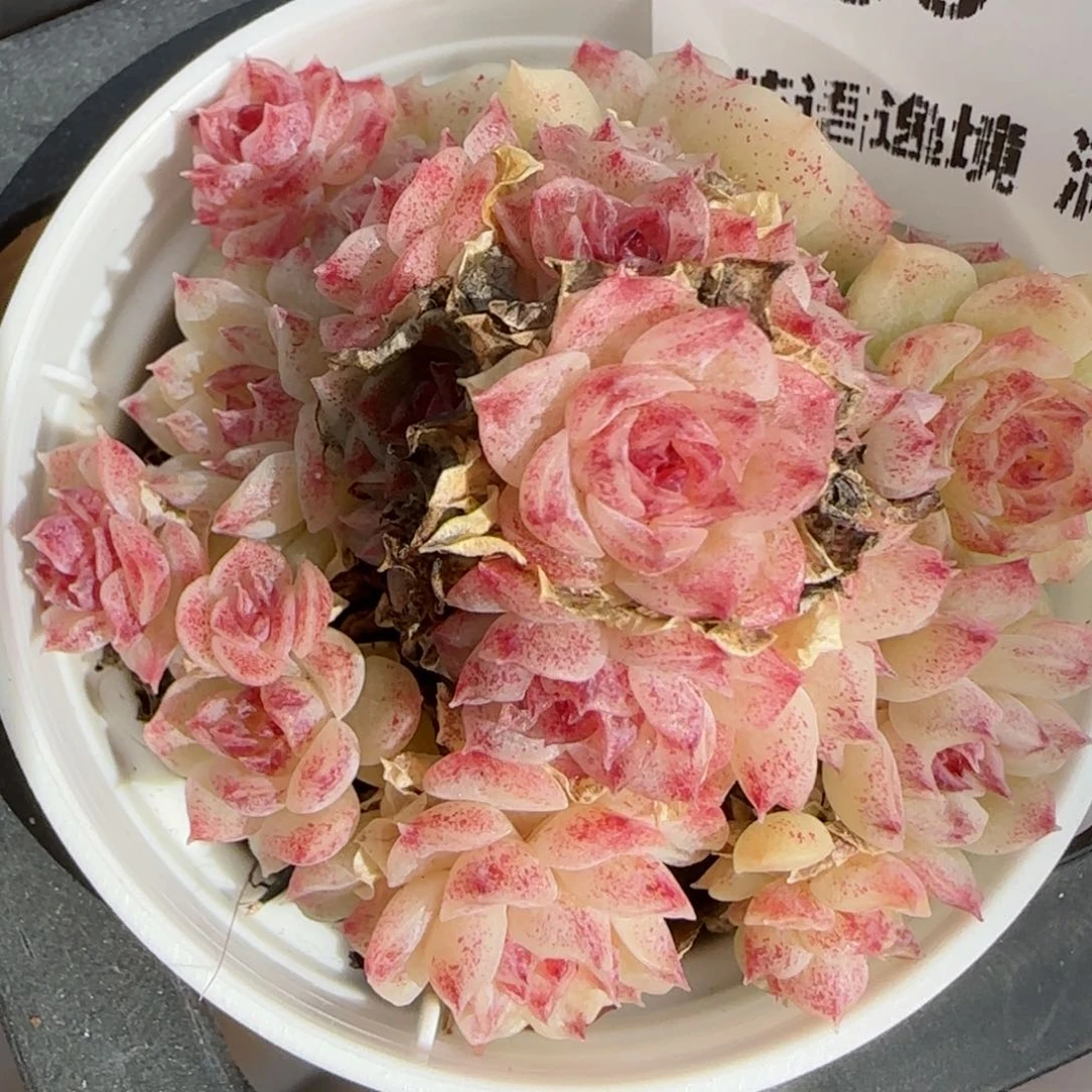 花语逸境0213-258散