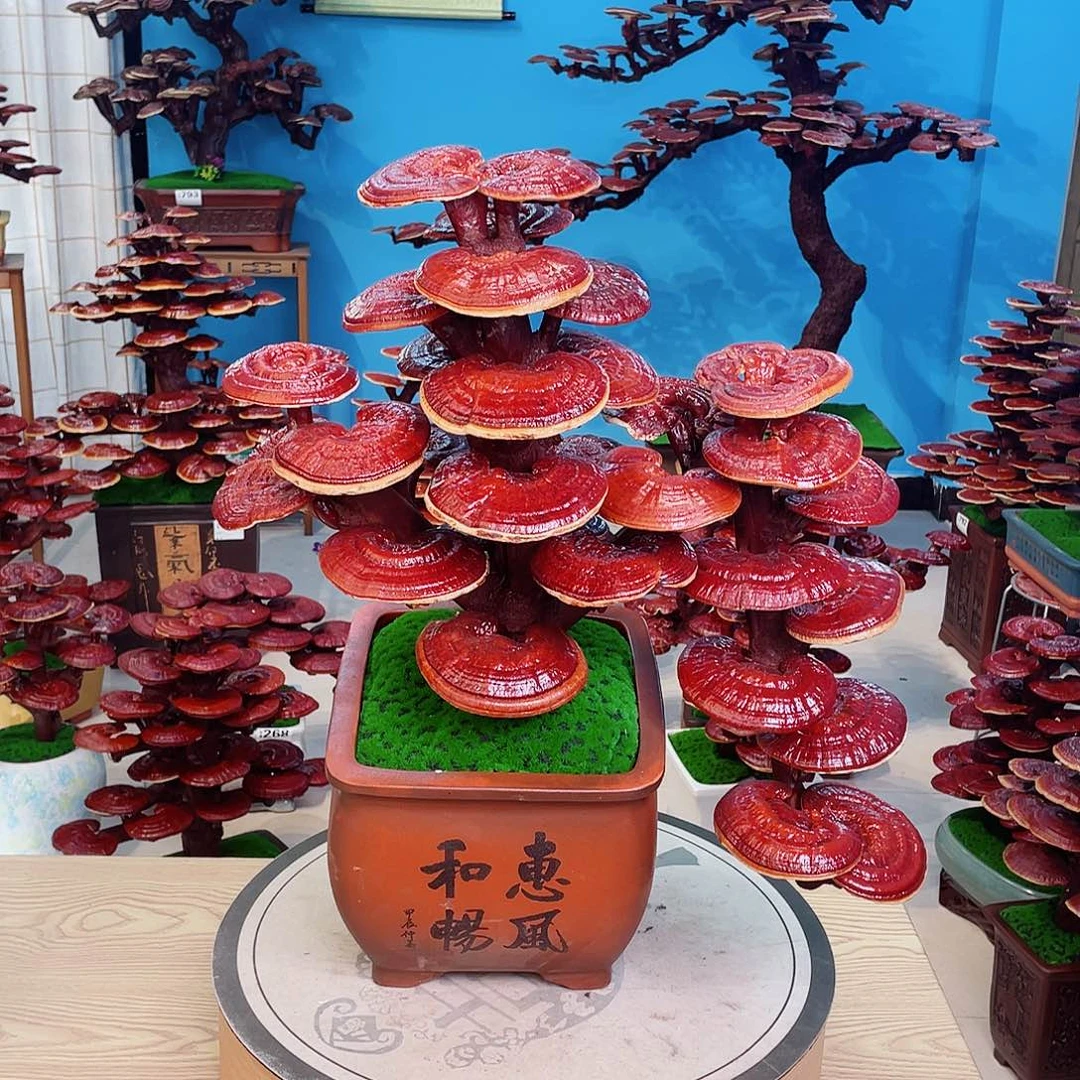 用***7灵芝盆景8888888888