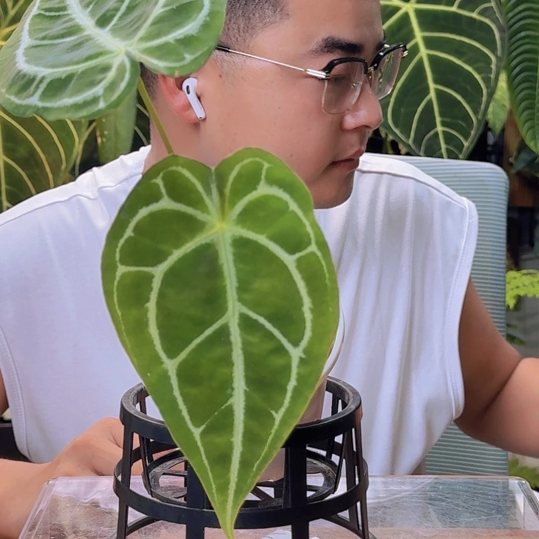 西***瓜完全开放一物一拍V1