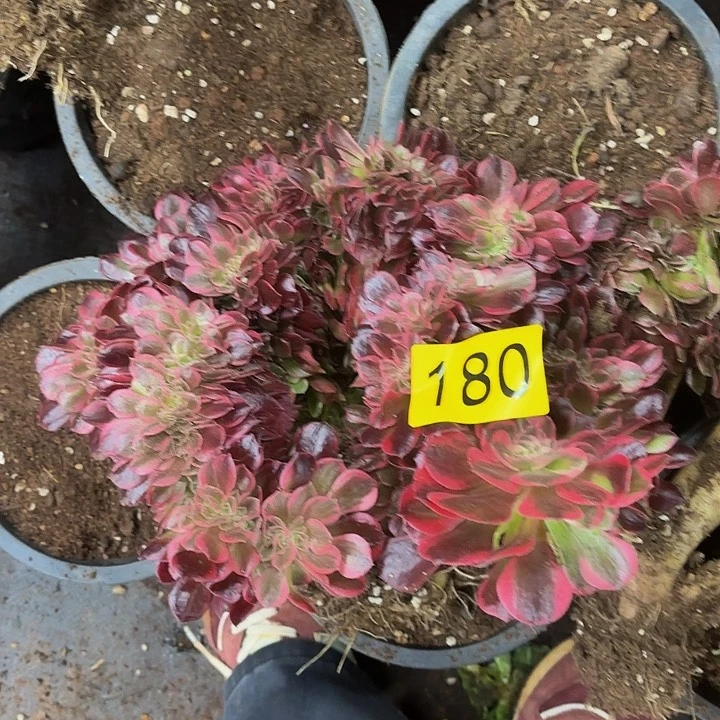 多肉植物福利180