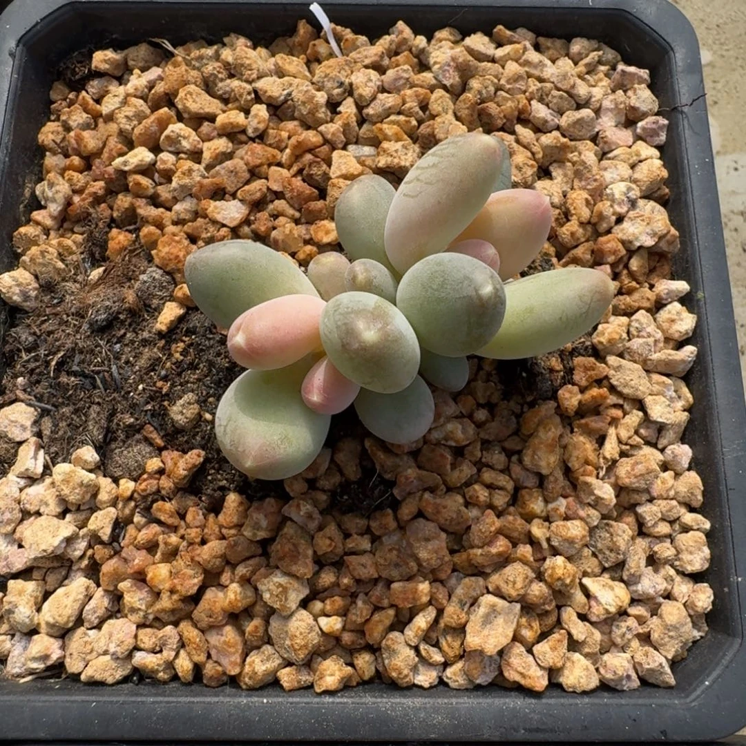 X系列美人新品 一物一拍