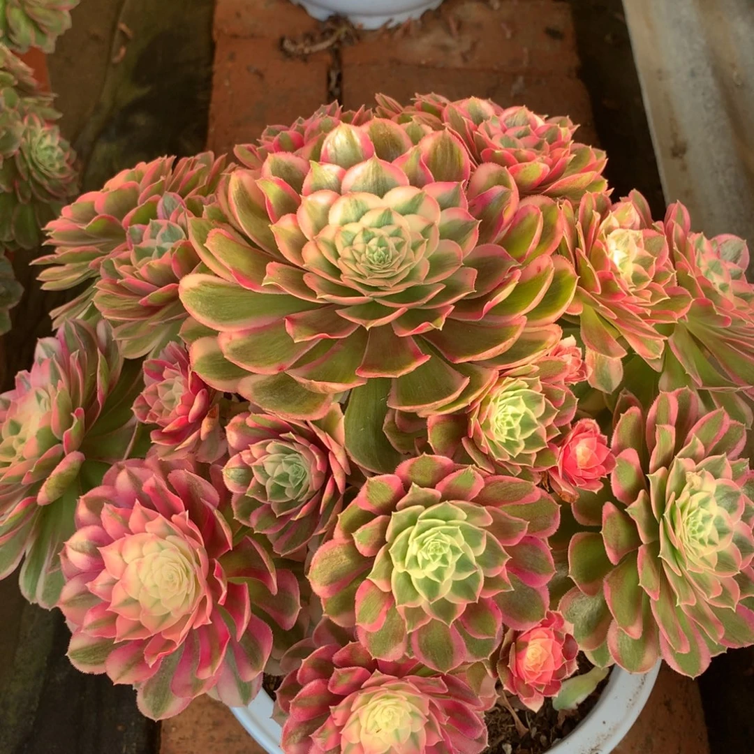 孔雀翎，多肉植物的