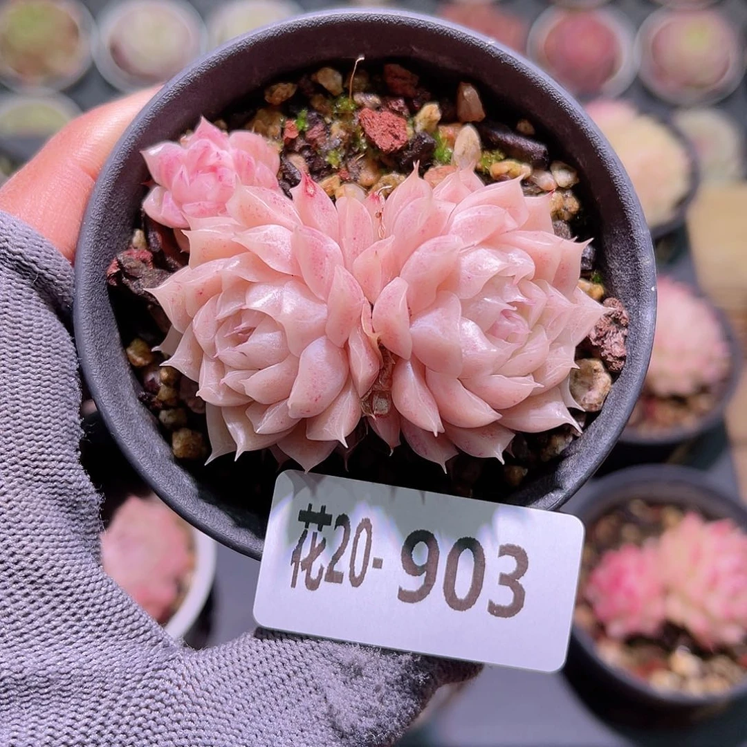 花20-903麦秆不包整