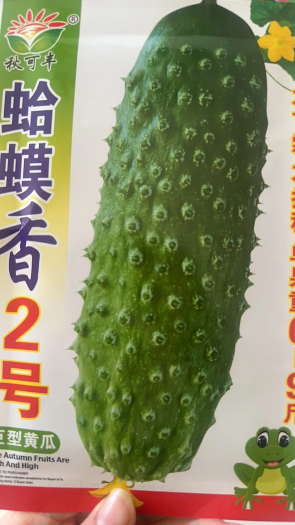 大刺蛤蟆香黄瓜种子中晚熟东北旱黄瓜品种味道浓郁