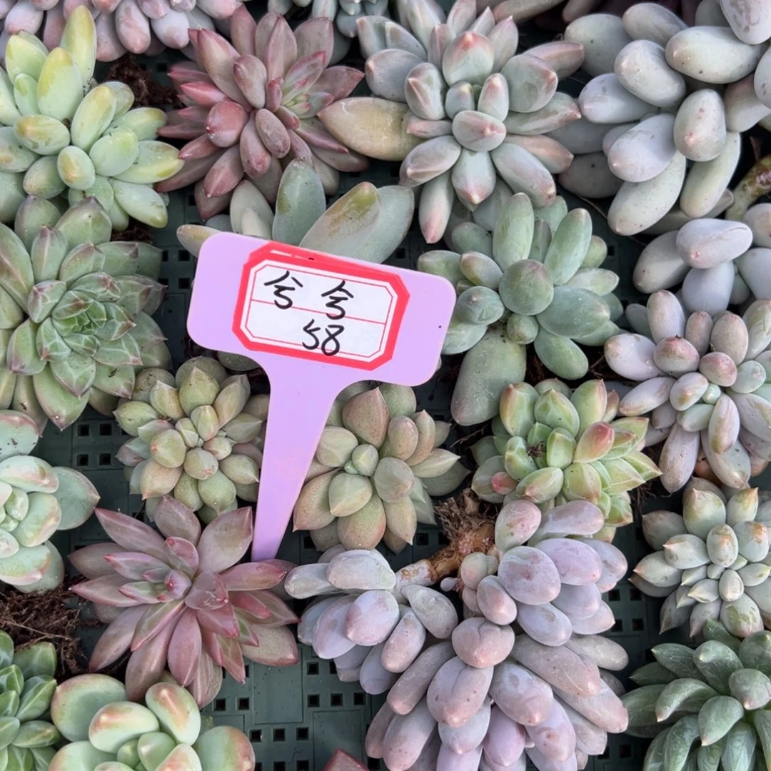 曦***兮兮58。