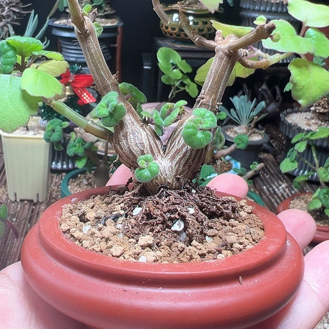 爱氏延命草脱土包邮