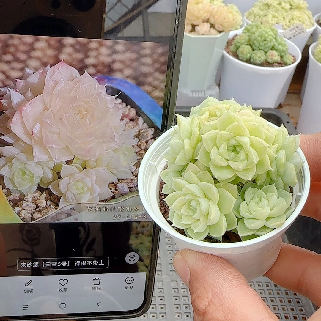 1029-66（朱沙痣）优选