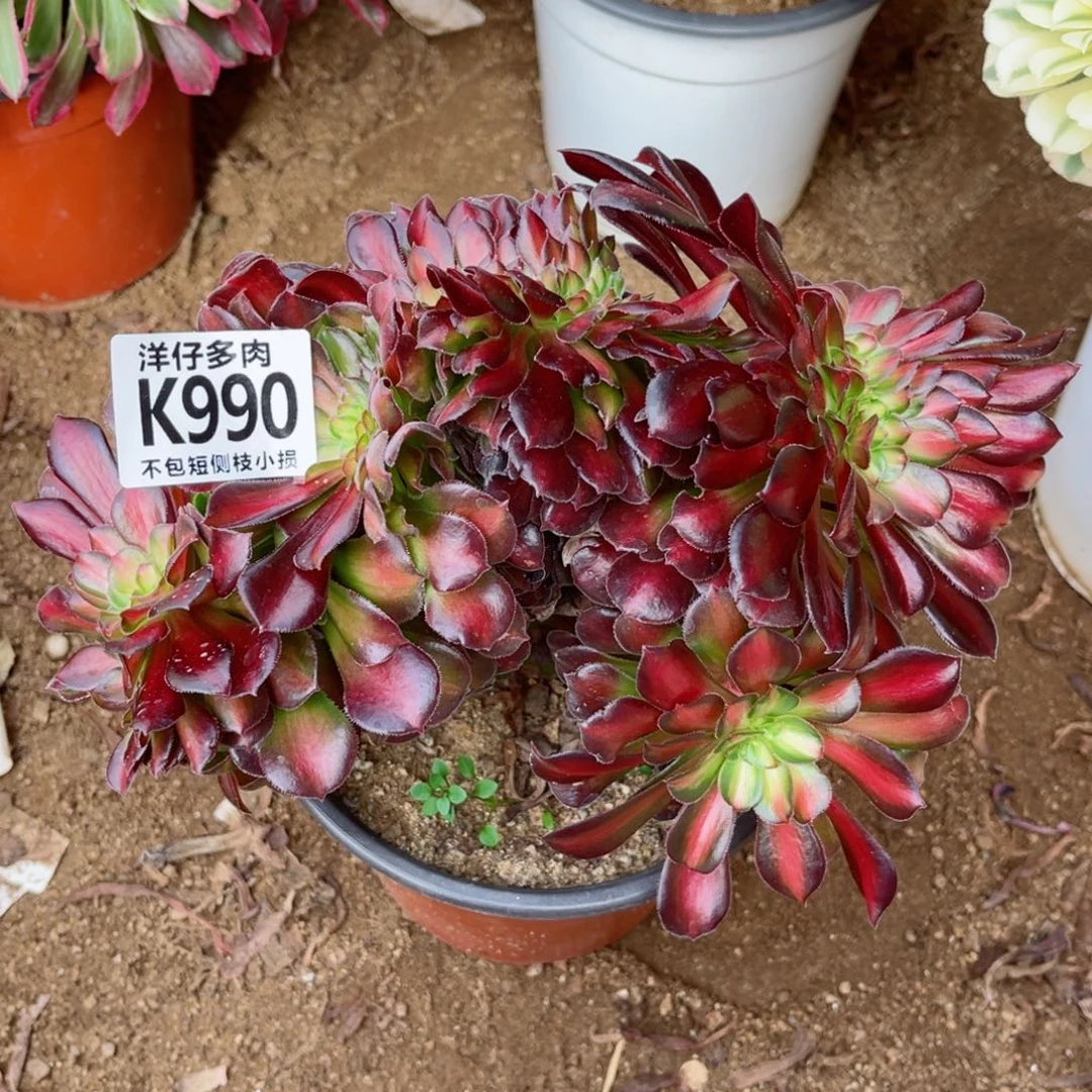 990华那锦缀 冠幅20左右