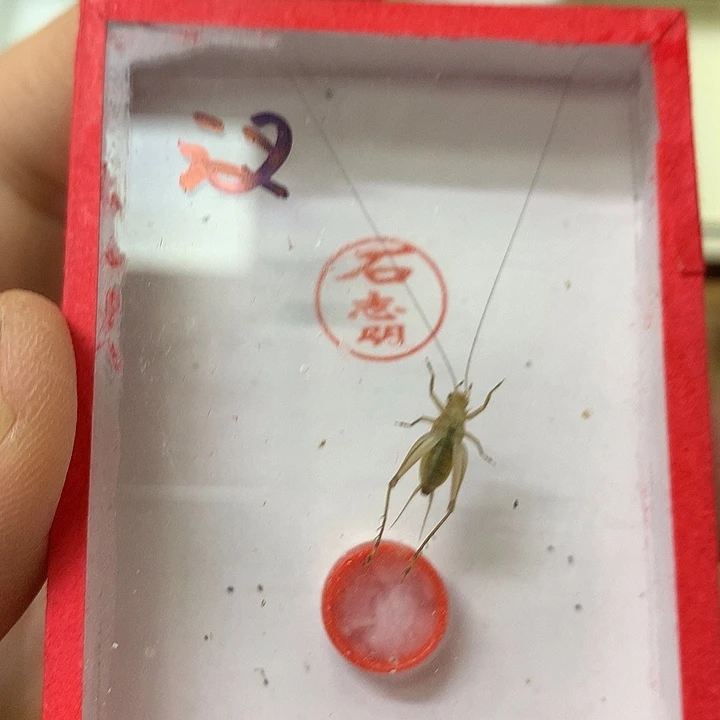 两条石志明顶须大黄蛉两条