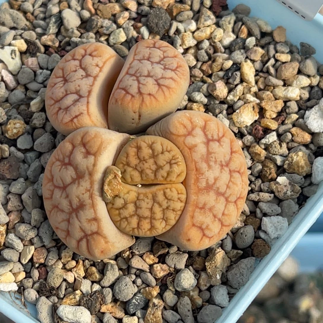 0833双头拿铁189粗纹凹凸