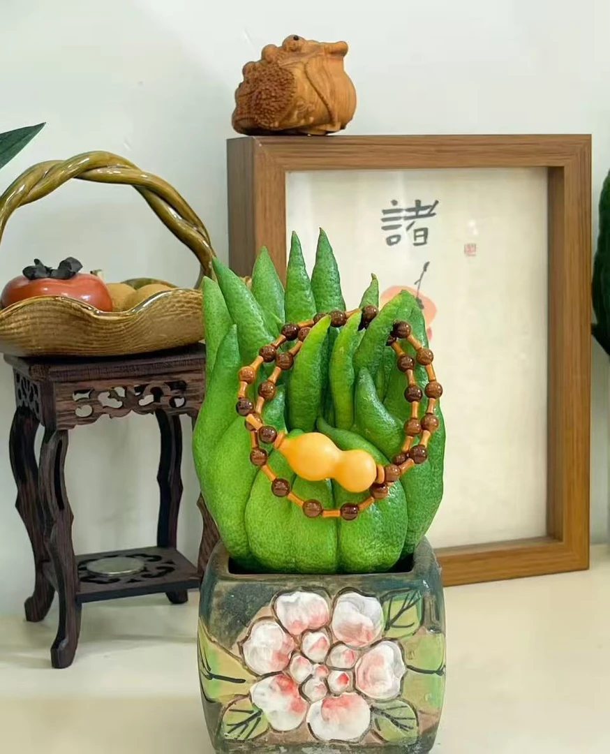 【精品佛手买一送一】精品植物 食用 观赏 清供礼佛 摆件 干养植物
