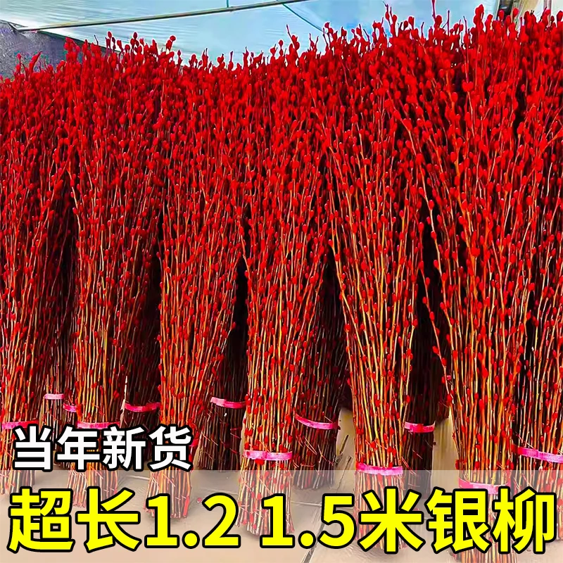 1.5米银柳真花鲜枝红色干花水养鲜花客厅室内装饰招财干枝年宵花