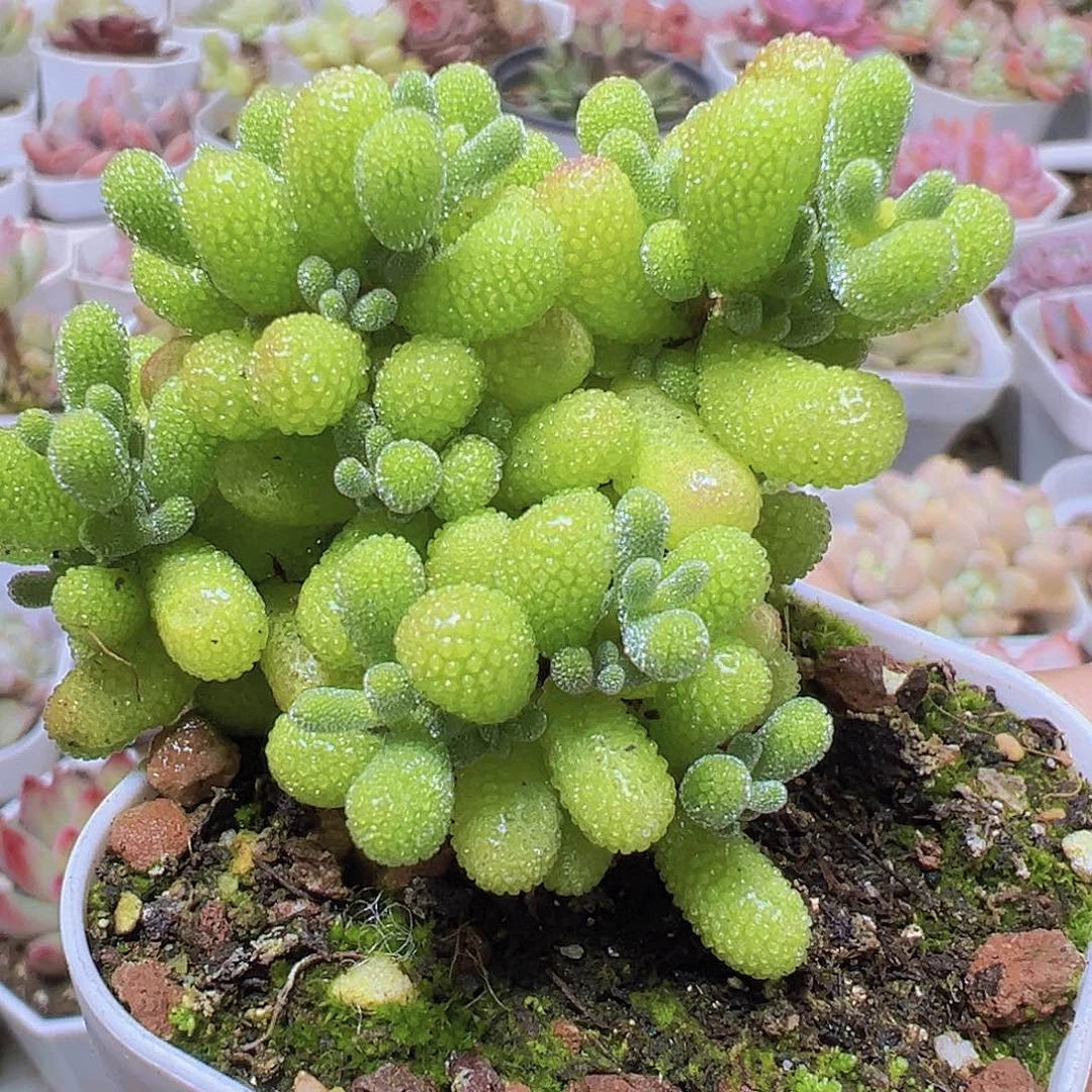 翡翠枝干19包邮多肉植物