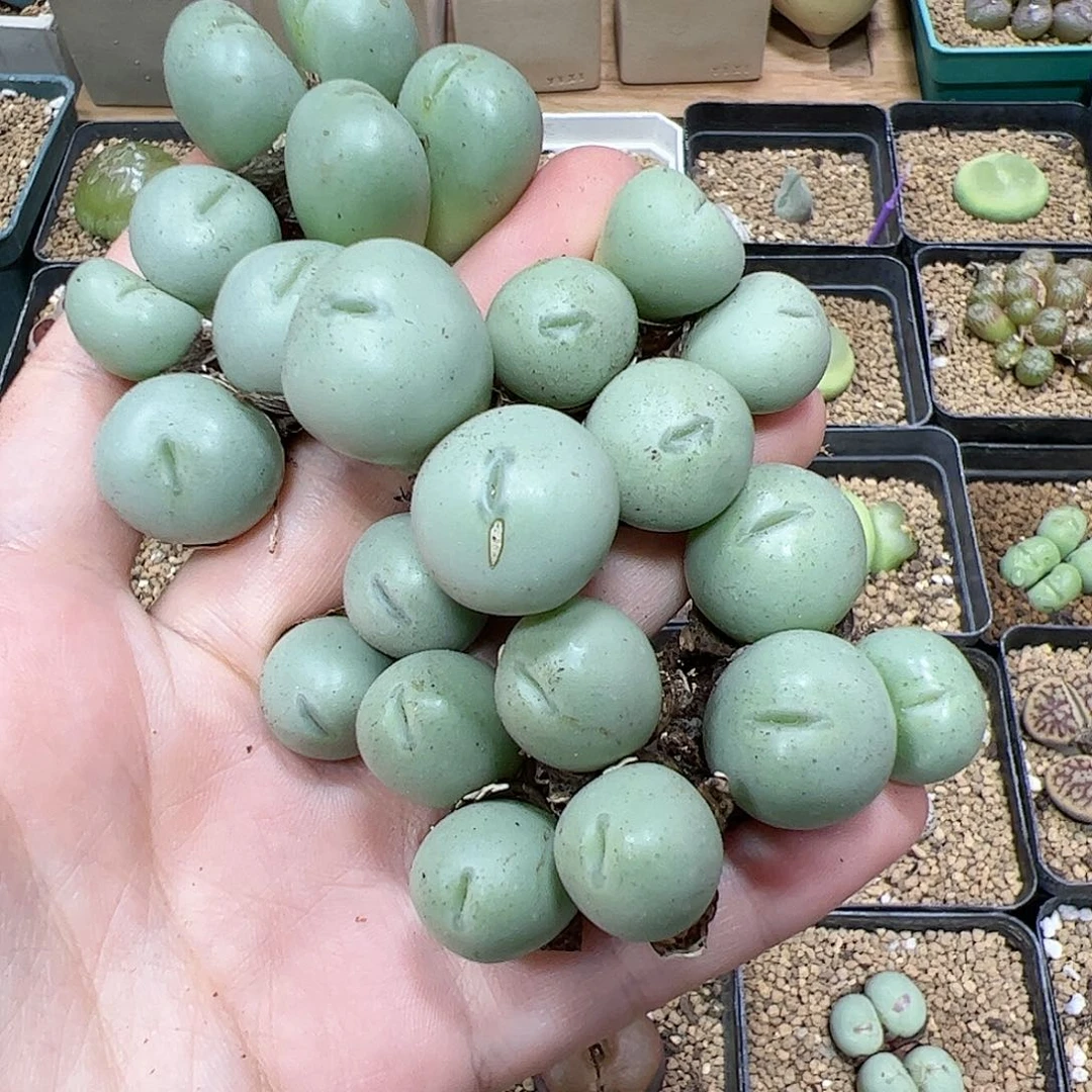 【闪购商品】102 腿长 清