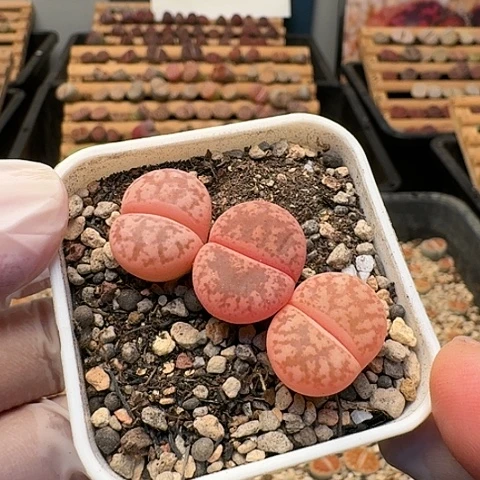 幸***味2915源氏玉带锦带盆土发货