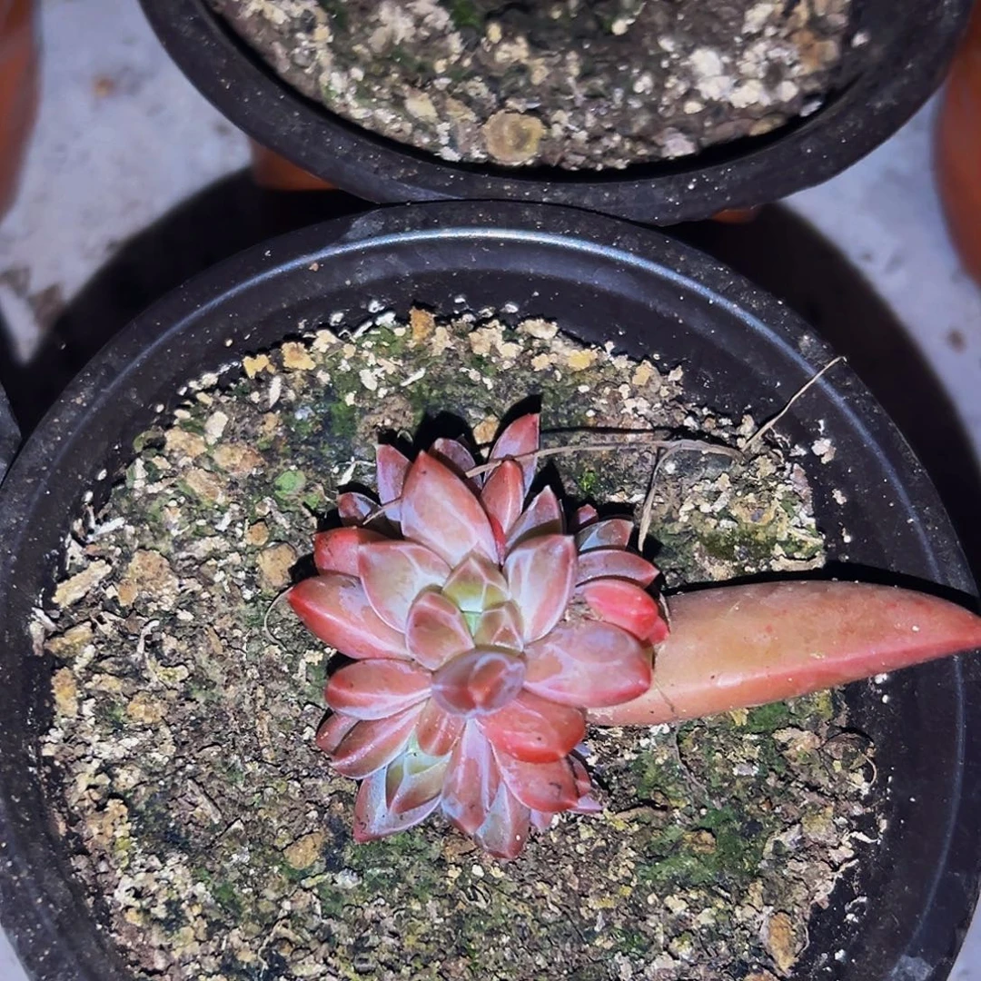 桔云多肉美人精品系列